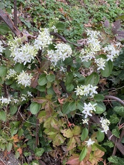 Clematis flammula