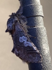 Diloba caeruleocephala