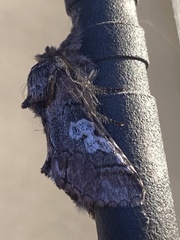 Diloba caeruleocephala