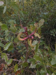 Baizongia pistaciae