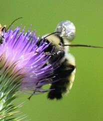 Bombus fervidus