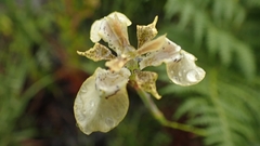 Moraea lurida