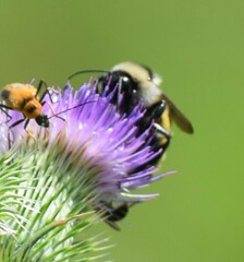 Bombus fervidus