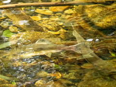 Oncorhynchus gorbuscha