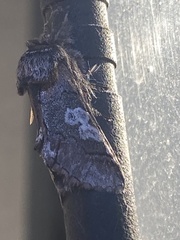 Diloba caeruleocephala