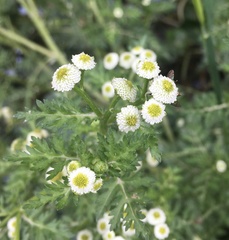 Plagiocheilus bogotensis