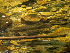 Oncorhynchus gorbuscha