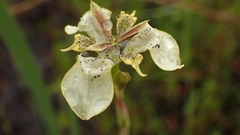 Moraea lurida