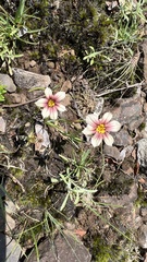 Sisyrinchium micranthum