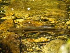 Oncorhynchus gorbuscha