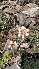 Sisyrinchium micranthum