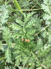 Plagiocheilus bogotensis