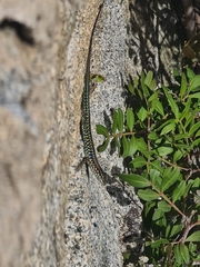 Podarcis tiliguerta