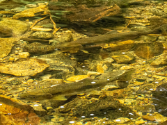 Oncorhynchus gorbuscha