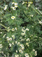 Plagiocheilus bogotensis