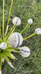 Eriocaulon