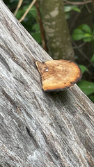 Polyporus