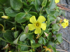 Oxalis megalorrhiza