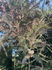Taxodium mucronatum