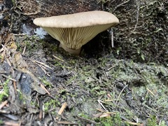 Sarcomyxa serotina