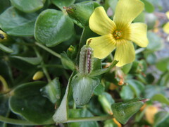 Oxalis megalorrhiza