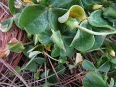 Oxalis megalorrhiza