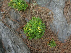 Oxalis megalorrhiza