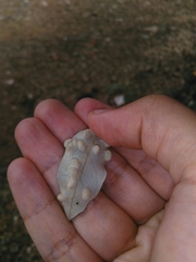 Dryomyia lichtensteinii