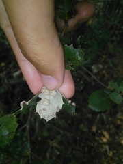 Dryomyia lichtensteinii