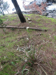 Libertia chilensis