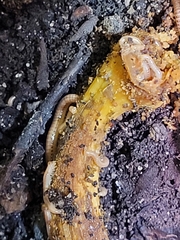 Cylindroiulus punctatus