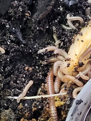 Cylindroiulus punctatus