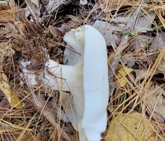 Clitocybe nebularis