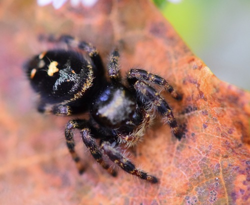 Bold Jumping Spider photographed in Vermont