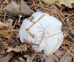 Clitocybe nebularis