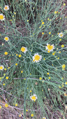 Chloracantha spinosa