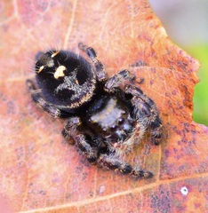 Phidippus audax