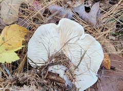 Clitocybe nebularis