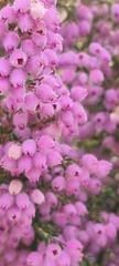Erica hirtiflora