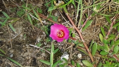 Portulaca amilis