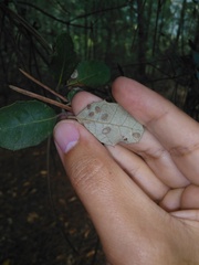 Dryomyia lichtensteinii