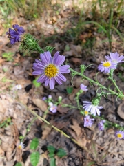 Symphyotrichum anomalum
