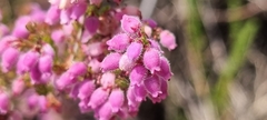 Erica hirtiflora