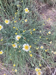 Chloracantha spinosa