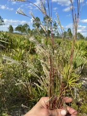 Andropogon cabanisii