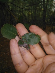 Dryomyia lichtensteinii