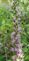 Liatris pycnostachya