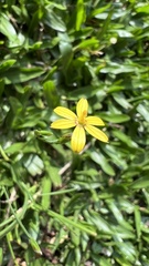 Sisyrinchium commutatum