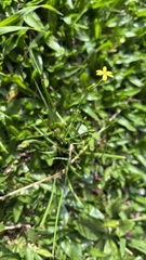 Sisyrinchium commutatum