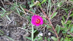 Portulaca amilis